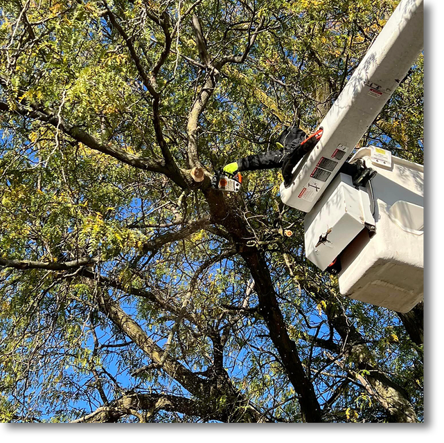 Medina Brush Trimming